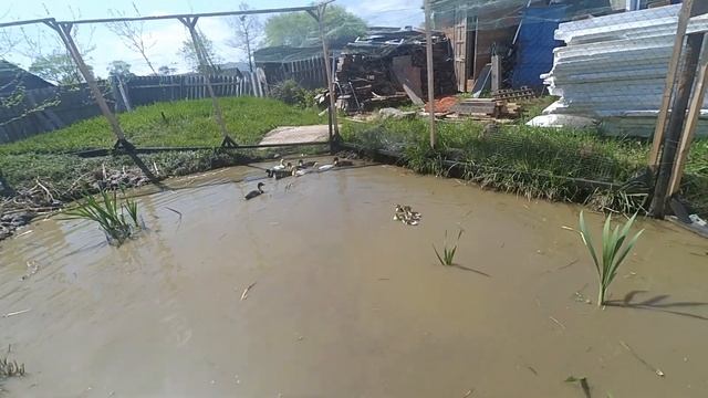 Видео для души, утята впервые купаются. смотреть онлайн