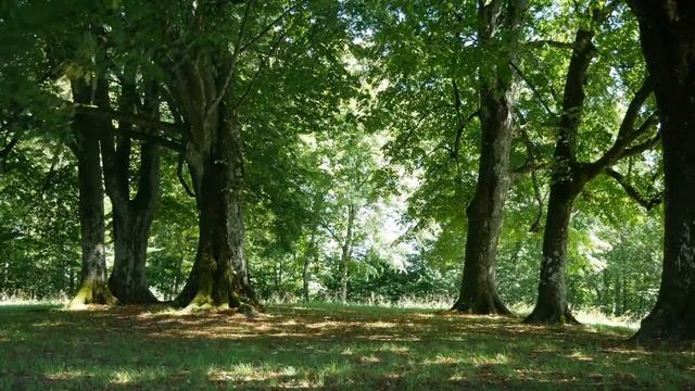 Пение соловья и лесных птиц. Singing nightingale and forest birds.
