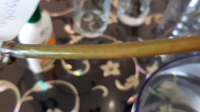 Орхидеи, рождённые в бутылках!!! ? Продолжение эксперимента!!! смотреть онлайн