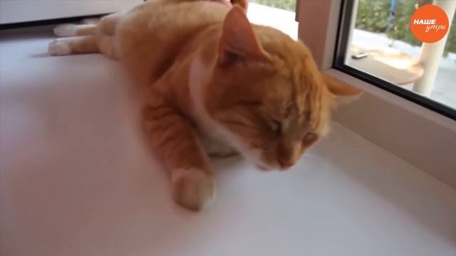 Пушистое утро: Понимают ли нас кошки? смотреть онлайн