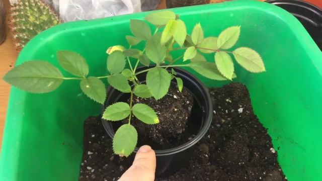 Комнатная роза. Пересадка смотреть онлайн