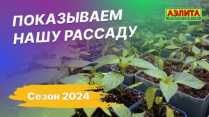 Это наша рассада! Сезон 2024