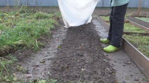 Поздняя посадка чеснока и укрытие чесночной грядки на зиму