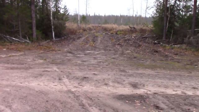 Осенняя охота на боровую дичь(рябчик) лесные прогулки