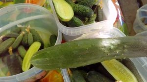 Хит парад огурцов.  Сезон 2020  Гибриды : Шакти, Мариета, Арктика, Пасалимо и другие.