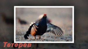 Голоса птиц: черный коршун, пустельга, глухарь, тетерев, рябчик.