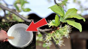 Ни одной червивой сливы и вишни не будет! Обработайте этим после цветения для супер урожая!