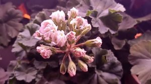 ПОЧЕМУ ПЕЛАРГОНИИ СУШАТ ЦВЕТЫ