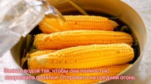 КУКУРУЗА НА ЗИМУ В ПОЧАТКАХ/КОНСЕРВИРОВАННАЯ КУКУРУЗА