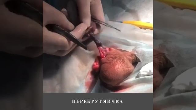 Врач-уролог. Исмаилов Абдул Абакарович. смотреть онлайн