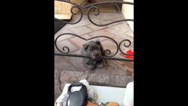 Арчи - милый мой пёс смотреть онлайн