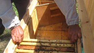 Лечим пчел болезнь ( Аскосфероз )