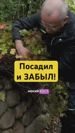97% садоводов НЕ ЗНАЮТ это растение (а зря)!