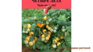 Томат обыкновенный Желтая шапочка ? обзор: как сажать, семена томата Желтая шапочка