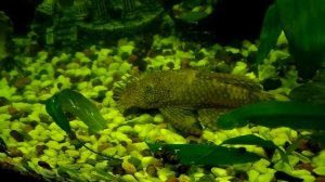 Анциструс - сом присоска, самец с бородой. Анциструсы – как отличить самку от самца?