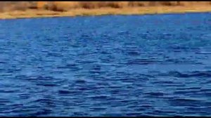 Раненый медведь переплывает реку