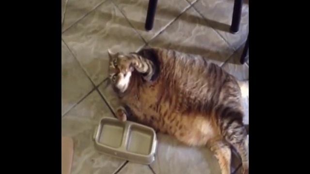 Смотреть видео приколы с котами 40 смотреть онлайн