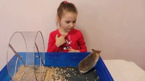 Содержание ушастого ежа . Видеообзор ежа ?