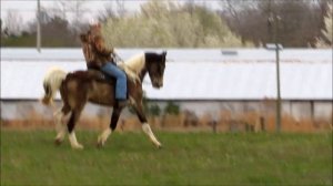 Buckskin and white reg. TWHBEA gelding