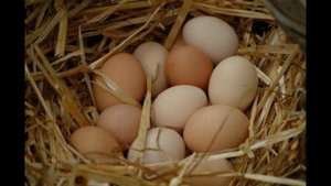 Куриное яйцо и все его известные на сегодня полезные свойства