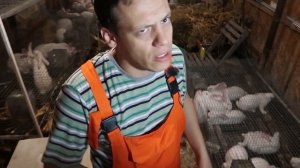 Ошибки при постройке крольчатника  | Цена моего крольчатника. Обустройство крольчатника