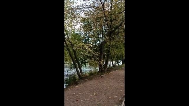 Последний день сентября..кормим уточек! смотреть онлайн