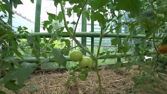 Обзор 7. Томаты - 2022 смотреть онлайн