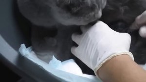 Беременность шотландской вислоухой кошки