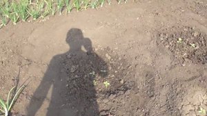 Дыни. Как удержать влагу