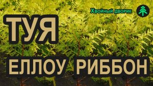 Туя западная Еллоу Риббон. Туя с желтой хвоей Yellow Ribbon. Саженцы туи