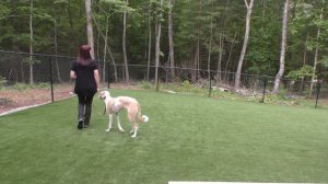 Deaf Dog Training, Edie, Greyhound, Day 2: Come and Place
