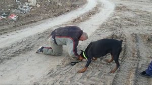 Неожиданное нападение. Реакция собаки. Доберман, защита хозяина. Doberman defends the owner