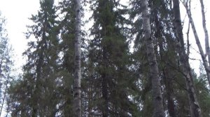 С "ЧЕМПИОНОМ" НА РЯБЧИКА / МАНИМ РЯБЧИКА