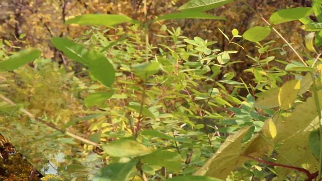 Съёмка 4K Видео на Зеркальный фотоаппарат Canon 250D. смотреть онлайн