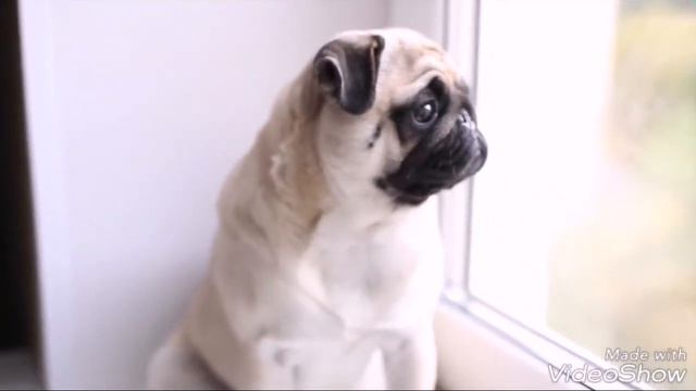 МОПСЫ МИЛЫЕ смотреть онлайн