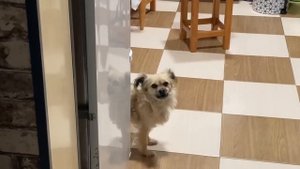 Поющая и танцующая Буся, тибетский спаниель!