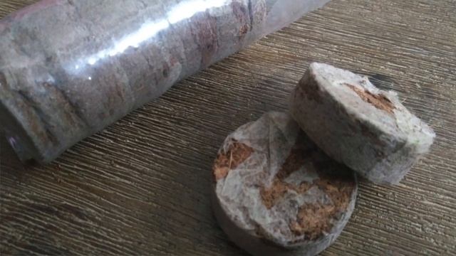 Planting GLOXINIA Seeds | Sinningia Seciosa | Stokes Seeds смотреть онлайн