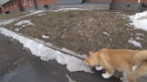 Щенок Акита ину 3 месяца на первой прогулке