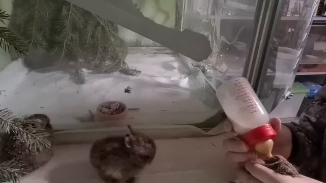 Микробные беляки. Мини-богатыри по-заячьи смотреть онлайн