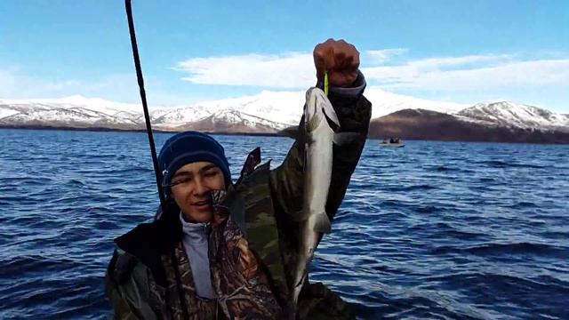 Ловля на спининг ускуча. Маркаколь. 23.10.2014. смотреть онлайн