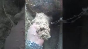 Измельченное сено эспарцет.