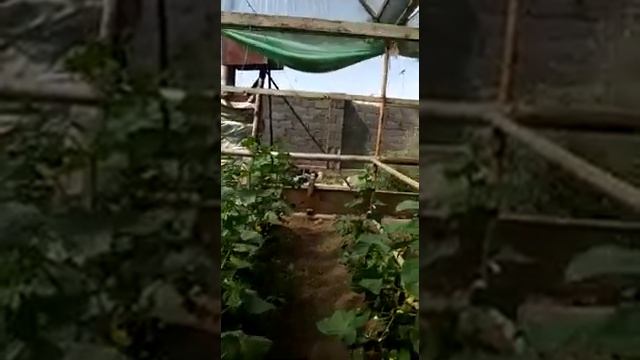 Gavrish огурец F1 Атаман .ЮКО смотреть онлайн