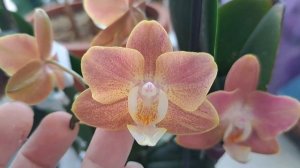 Орхидея Горизонт ЦВЕТЕТ!!!!Полный РОСПУСК!!!!????