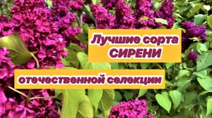 Лучшие сорта сирени / Яркие и ароматные