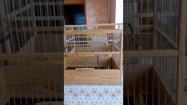 Клетки для птичек своими руками. смотреть онлайн