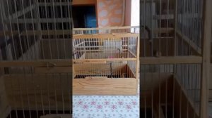 Клетки для птичек своими руками.