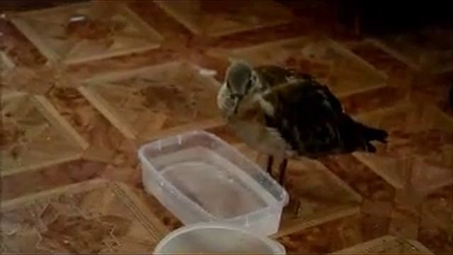 Как я учил летать чайку (первый взлёт птенца)