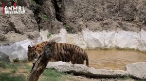 Bengal Tiger Taking Bath | Bengal Tiger | Wild Animals