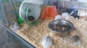 СМЕШНЫЕ ХОМЯЧКИ КРУТЯТСЯ В КОЛЕСЕ ВИДЕО С ХОМЯЧКАМИ VLOG Funny Hamsters
