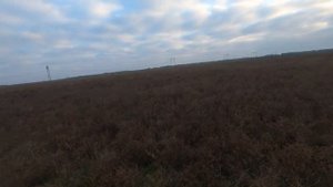 Охота на зайца с Дратхааром